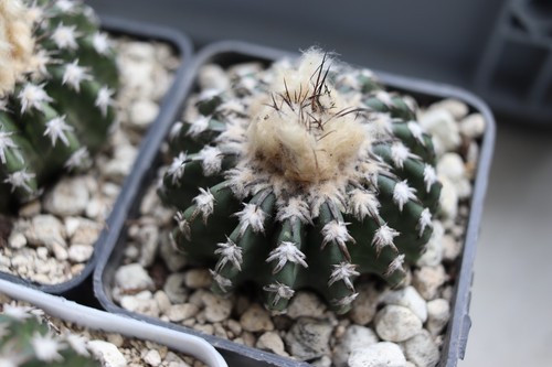Discocactus woutersian vaso - woutersian,