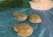 Horseshoe crab  5-7" Horseshoe