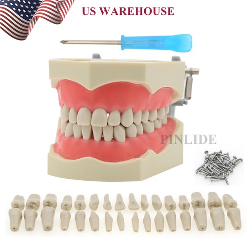 Dental typodont modello - dental, 32