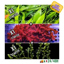 ✅NOVITÀ! PACK ALGHE X3 Acquario Marino Refugium Sump Filtrazione No3 Po4 Start