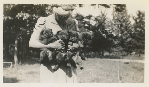 Carino chow - chow, cani