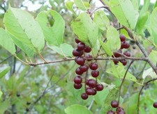 Ciliegia uva vergine prunus - ciliegia, d'uva