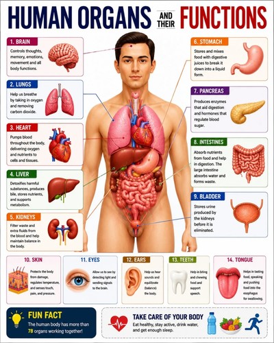 Poster tabella anatomia - poster,