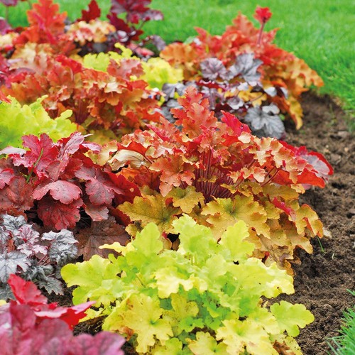 Pianta heuchera varieta - pianta,