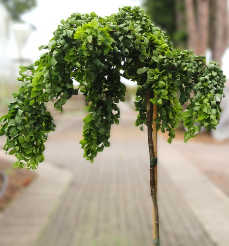 Finta acacia robinia twisty - -,