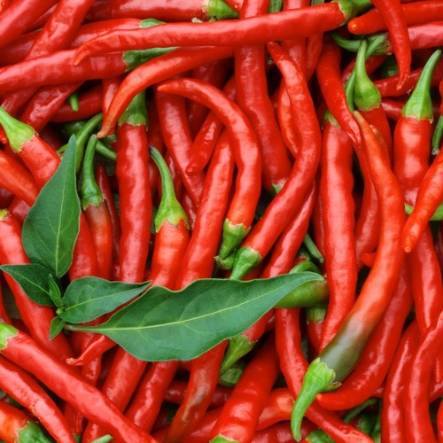 Semi peperoncino pili - semi,