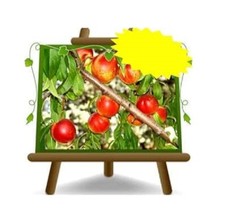 Nettarine a Polpa Bianca Crasiommolo Pianta da frutto su vaso da 26 h 200  4ann