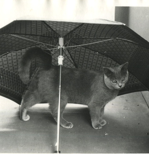 Foto vintage carino - foto,
