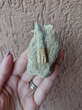 Fossili * DENTE DI PESCE SEGA