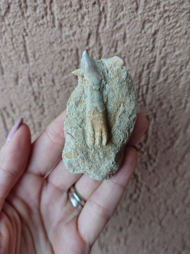 Fossili dente pesce sega - fossili, di