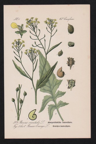 1880 zackenschötchen bunias - -,