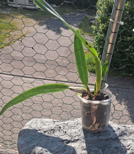 Cattleya mossiae iricolor - mossiae, x