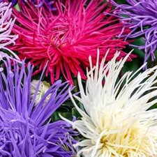 Crego Giant Mixture Aster