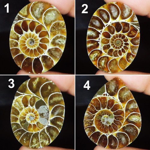 Naturale ammoniti fossil - naturale,
