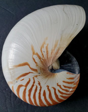 Guscio Nautilus con camera