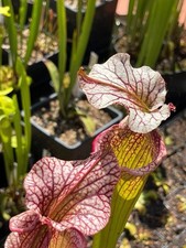 Sarracenia h35gc gundam - sarracenia, “h35gc