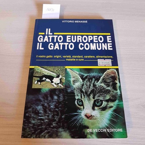 Gatto europeo il - gatto, e