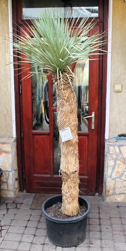 Yucca rostrata tronco 200 cm - 200,