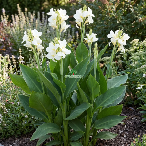 Canna white - x, generalis