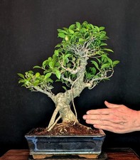 Bonsai fico cinese ficus - bonsai,