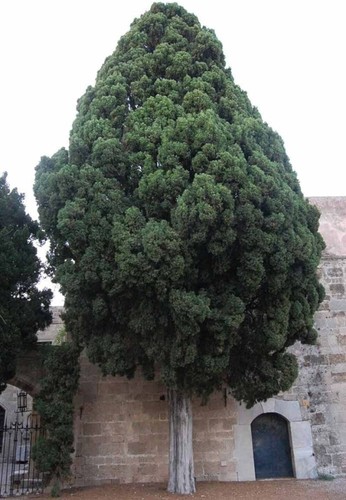 40x cupressus sempervirens - 40x,