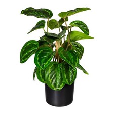 Maranta Ca 45cm, Plastica