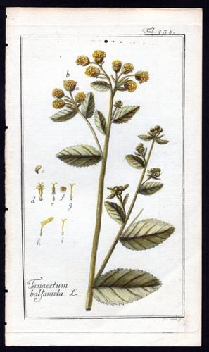 1800 johannes zorn icones - 1800,