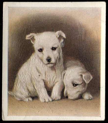 Tobacco card godfrey - tobacco,