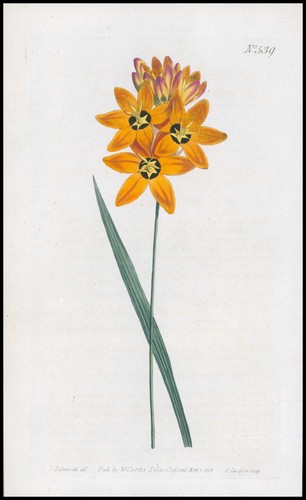 1808 curtis botanica - curtis,