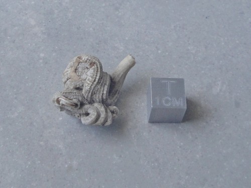 Vermetus intortus gasteropode - vermetus,
