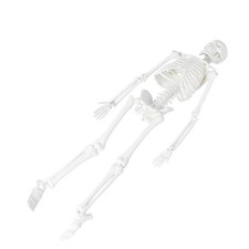 di studio anatomico medico
