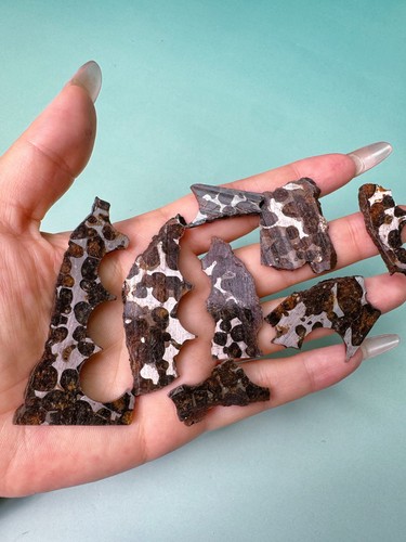 Grammi sericho pallasite - sericho,