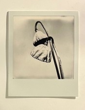 1 x Polaroid, edizione