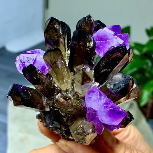 279g new find nero viola - nero, +
