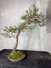 Pinus nero yamadory - pinus,