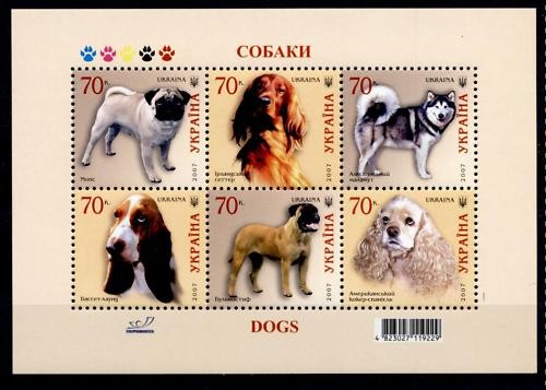 Carlino setter husky - carlino,,
