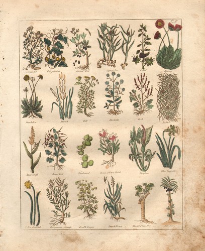 1810 print culpepers herbal - print,
