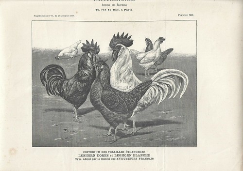 Stampa antica galli galline - stampa,