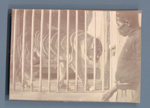 Egypte caire zoo tigre - egypte,,