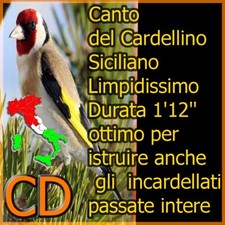Canto del cardellino italiano - canto,