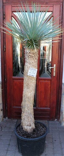 Yucca rostrata tronco 190 - tronco, cm