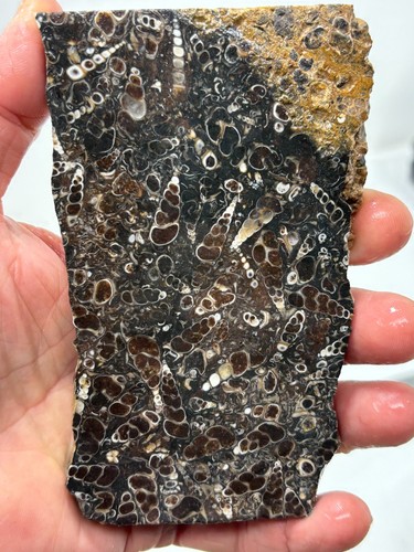 Turritella agata fossile - agata,