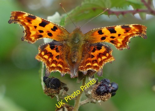 Photo 6x4 comma - photo, butterfly