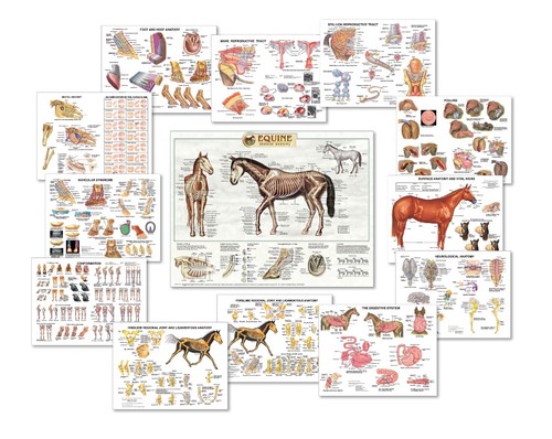 Equine anatomy chart - anatomy, 13