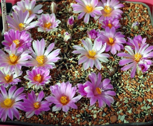 Ariocarpus kotschoubeyanus - , v