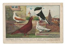 At1786 animali piccione - at1786,