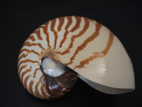 Hard2Get...NAUTILUS