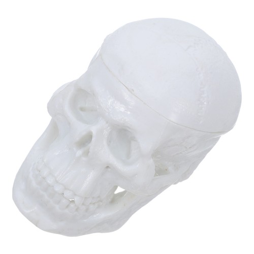Mini cranio umano - cranio,