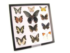 12 farfalle vere, imbottite, bellissime in vetrina - pezzo unico - A-12-mor-09
