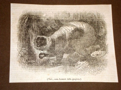 Rarissima incisione del 1836